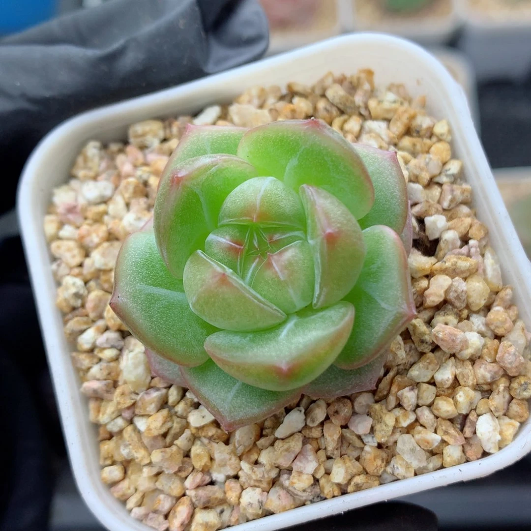 58包邮  群生不包整糖心107