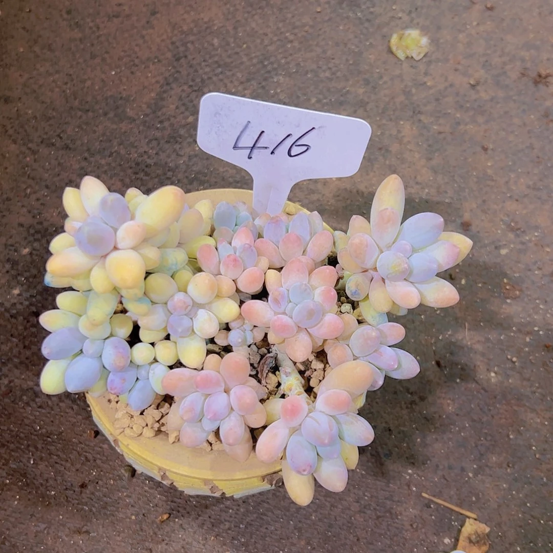 T****颜416紫汤圆28元元元元