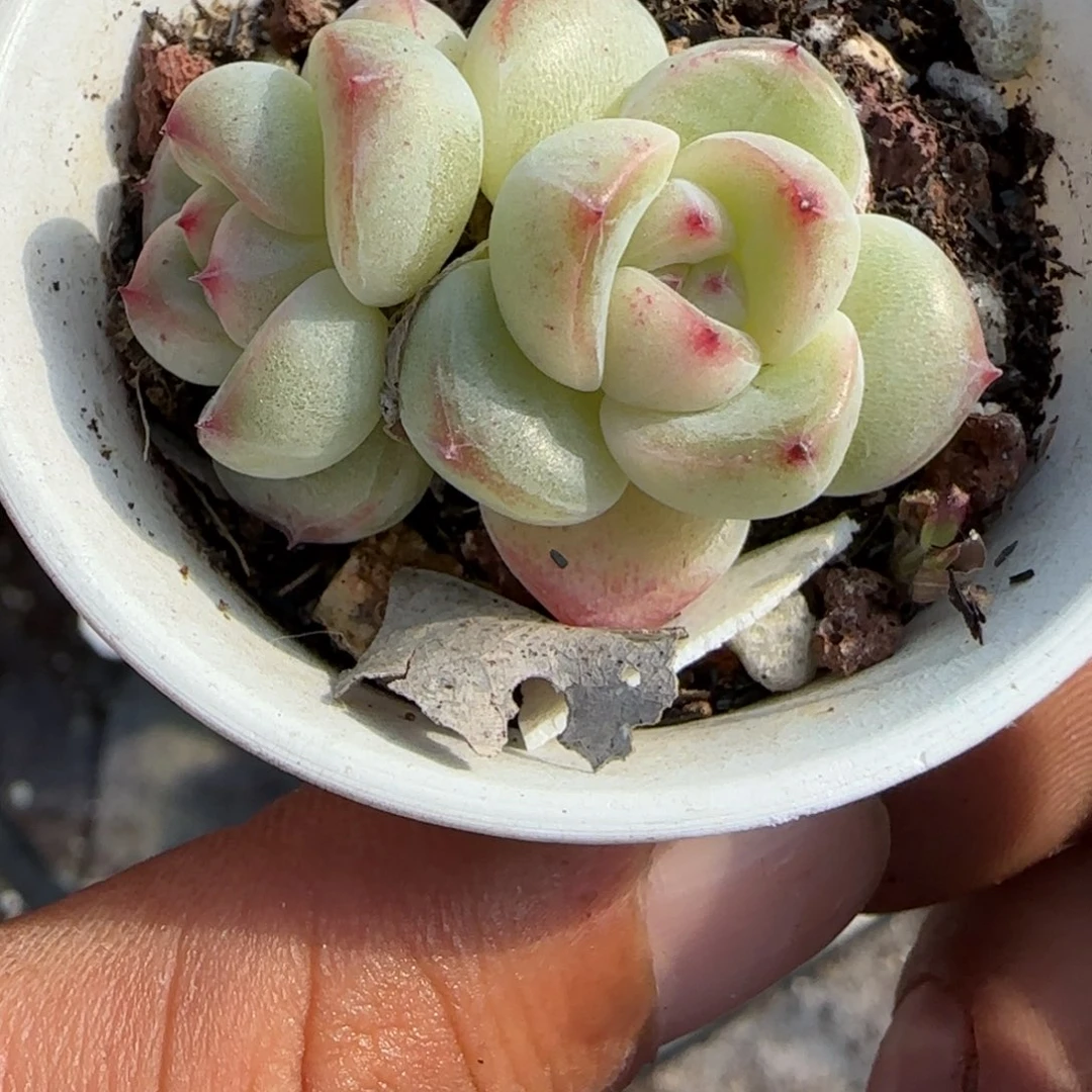 小卡拉米糖心一物一拍