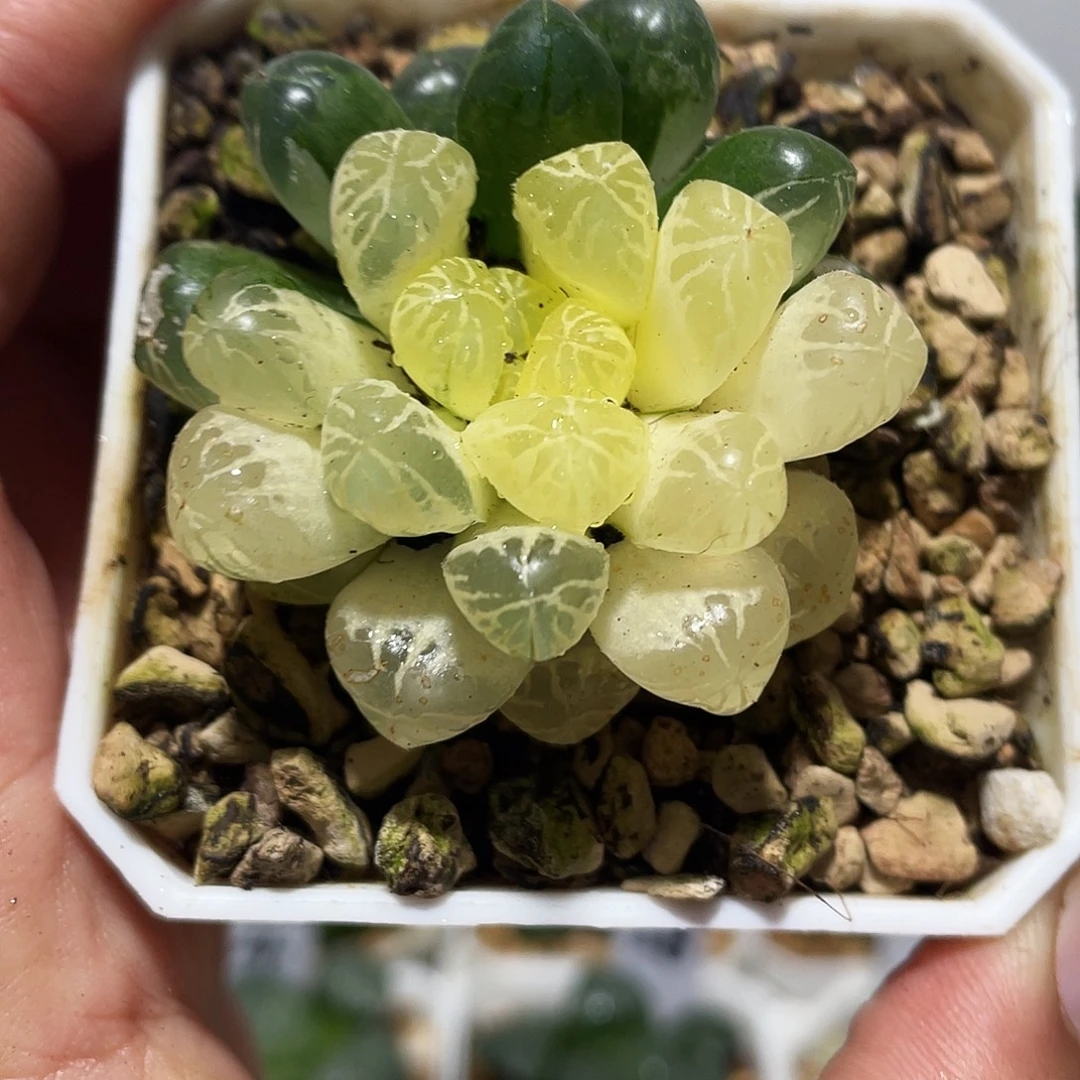 直播间塑料皮玉露锦