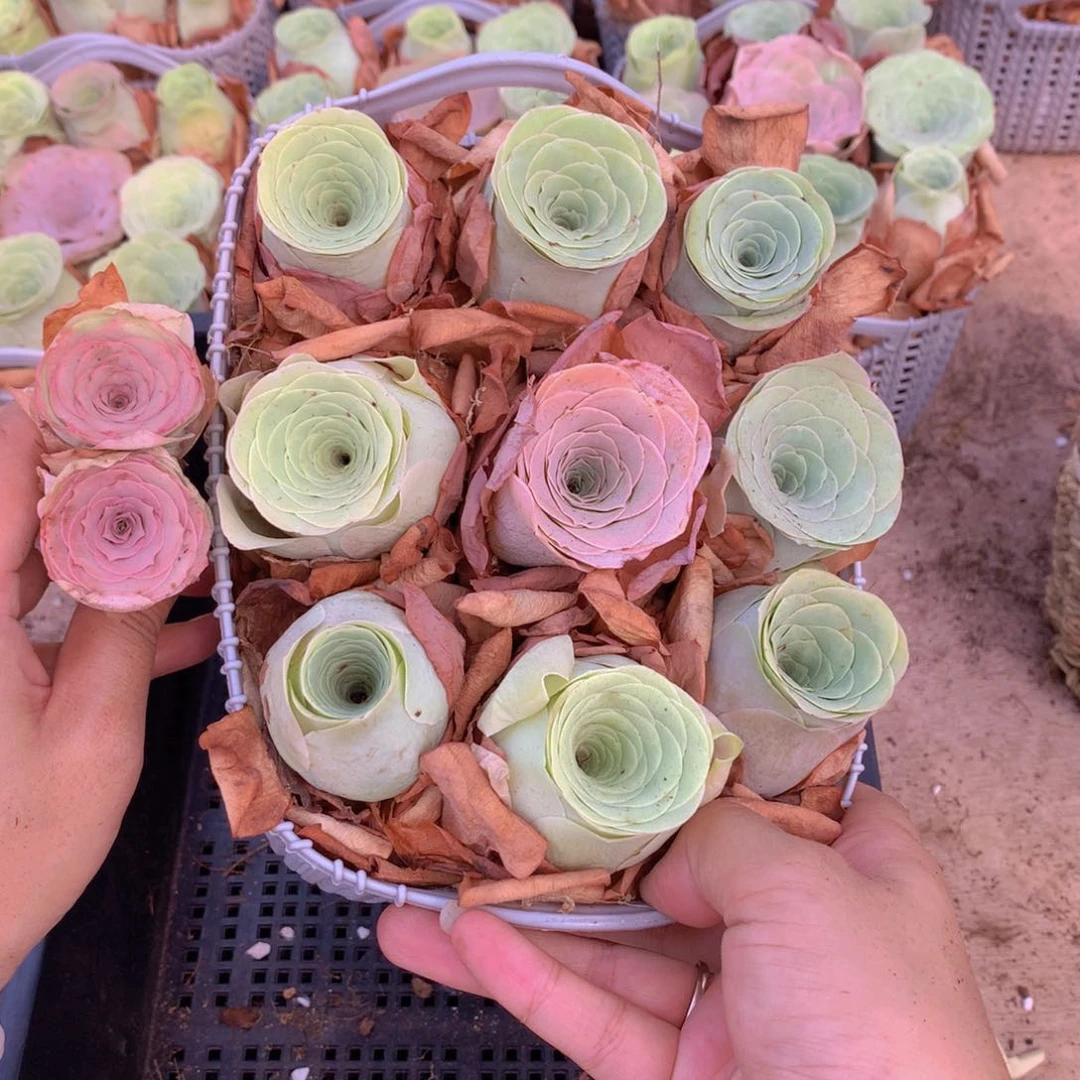 9颗大单头送2颗量拍