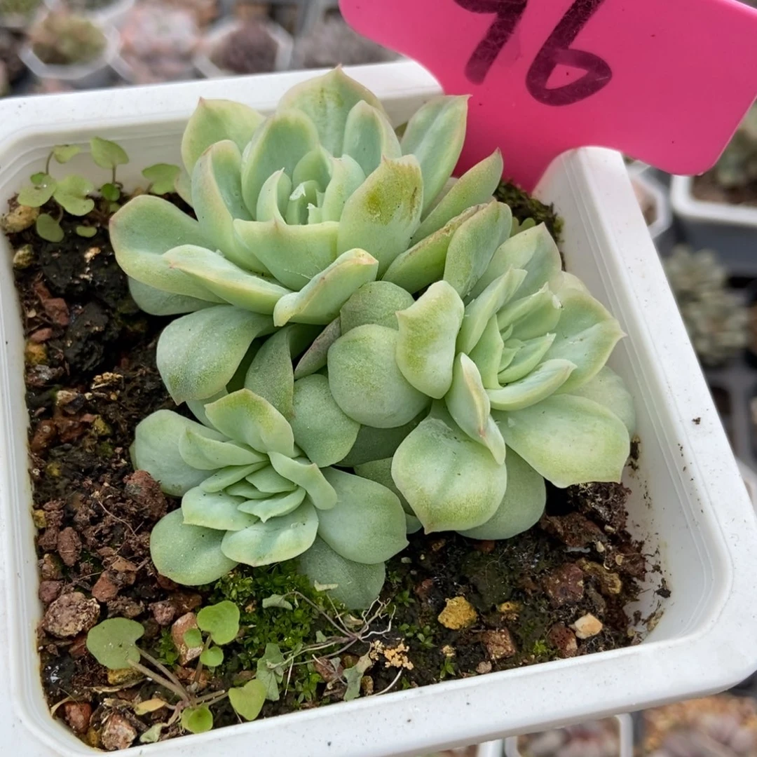 96泡泡纱多肉植物