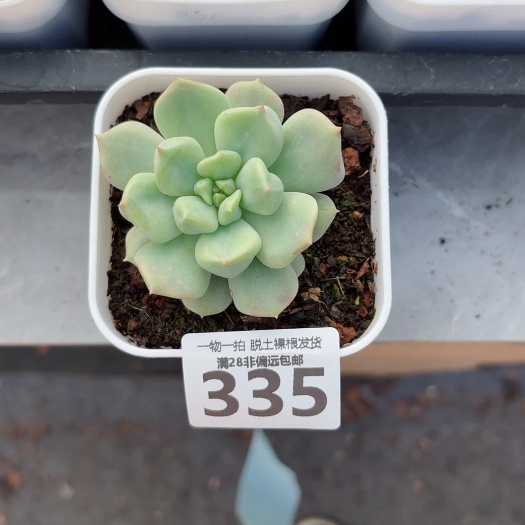 超奶单头无盆土发货