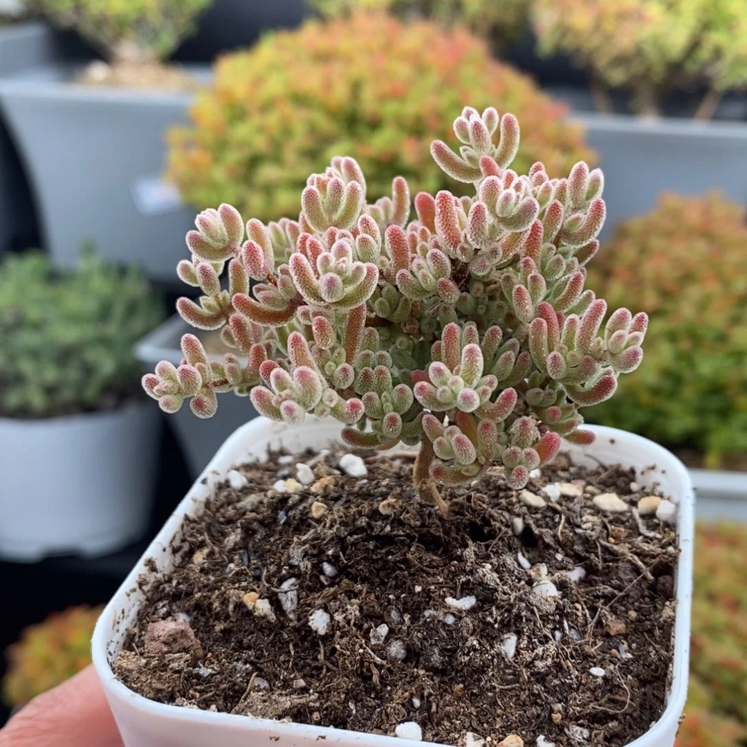 无花朵18号冰紫枝干