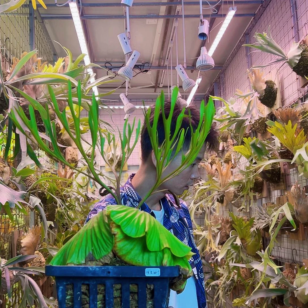 无花朵特选细叶亚猴a65