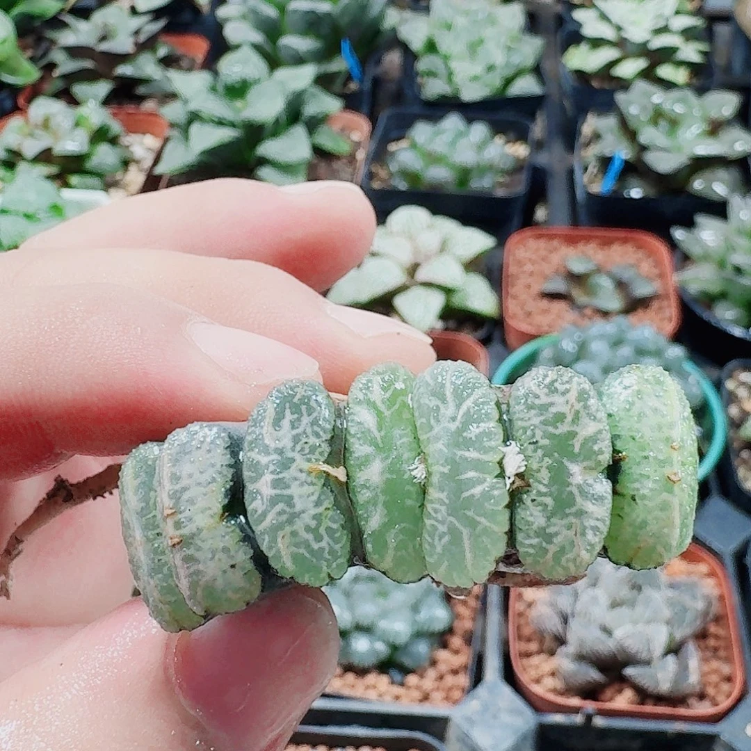 无花朵十二卷福利活动裸根实生