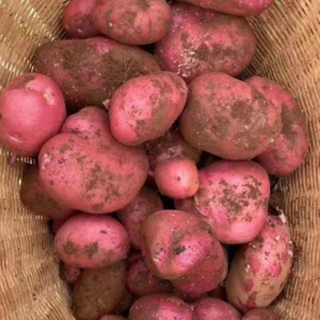 【新人福利】5/9斤云南红土豆红皮黄心土豆新鲜蔬菜洋芋马铃薯开花
