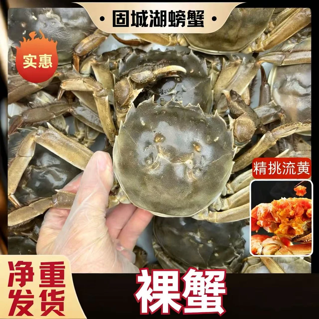 【活蟹】20只母蟹江苏河蟹1.2-1.5两蟹农直供 产地直发