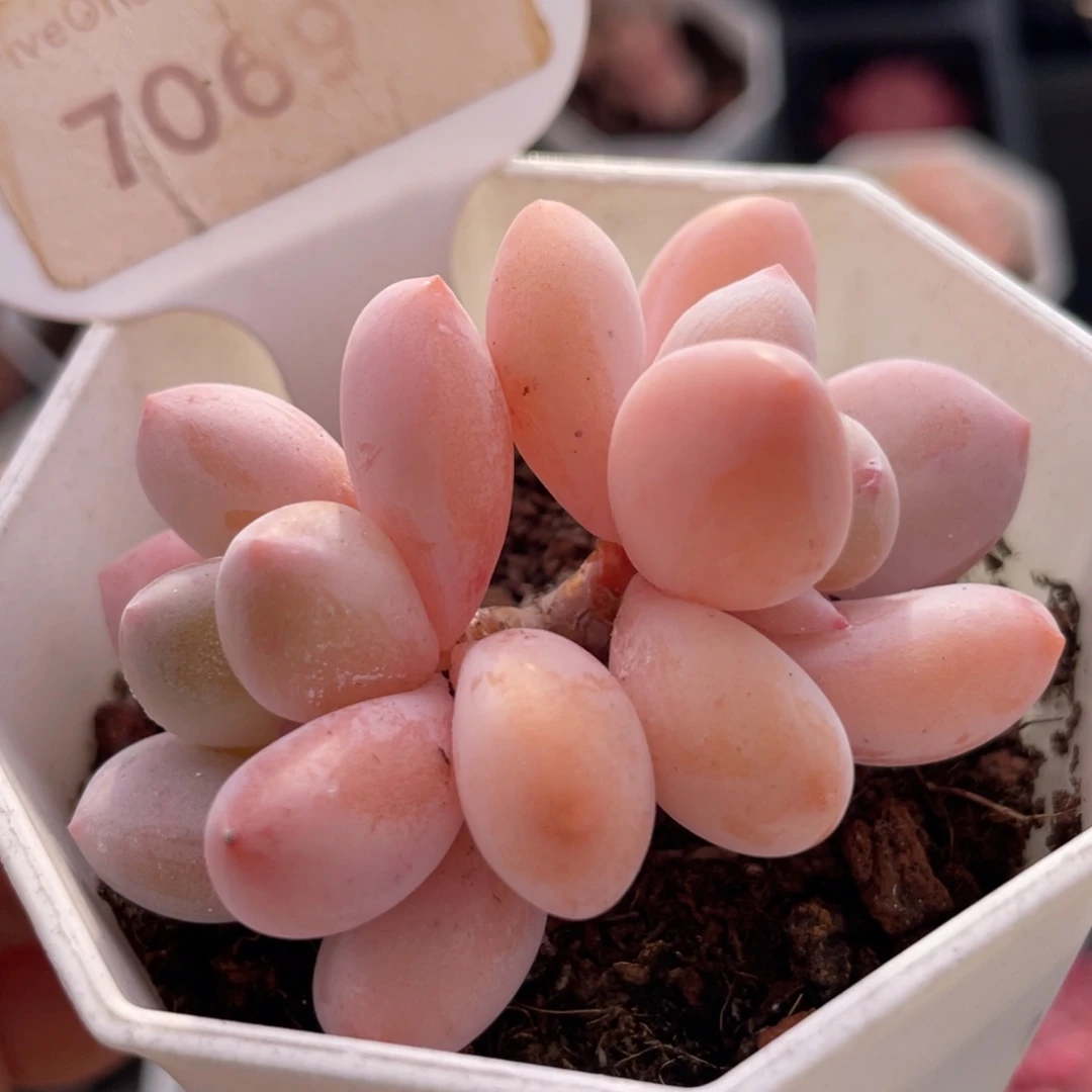 香水7069-6.0厘米