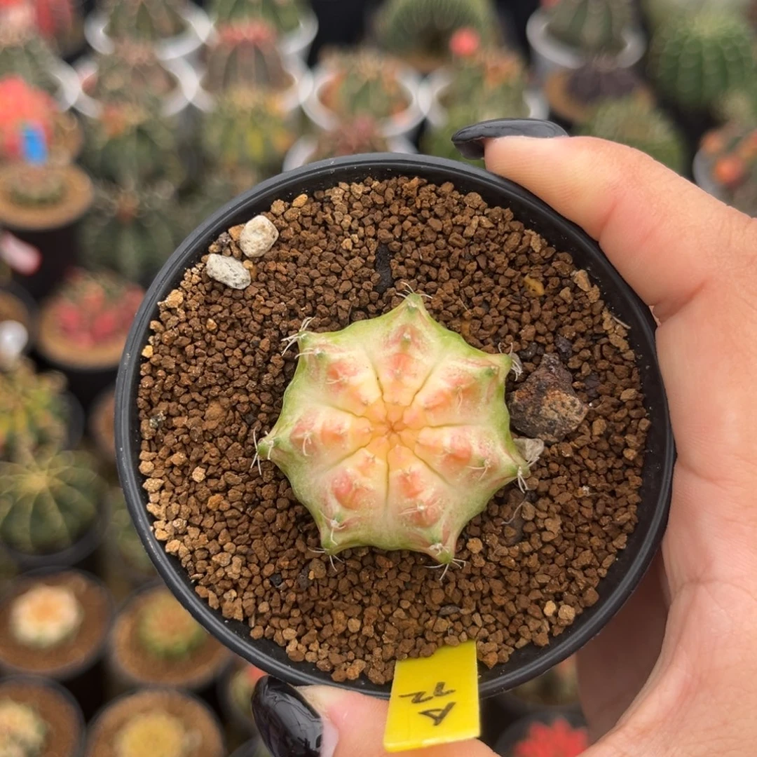 A72 泰系白轮回 实生 带盆土