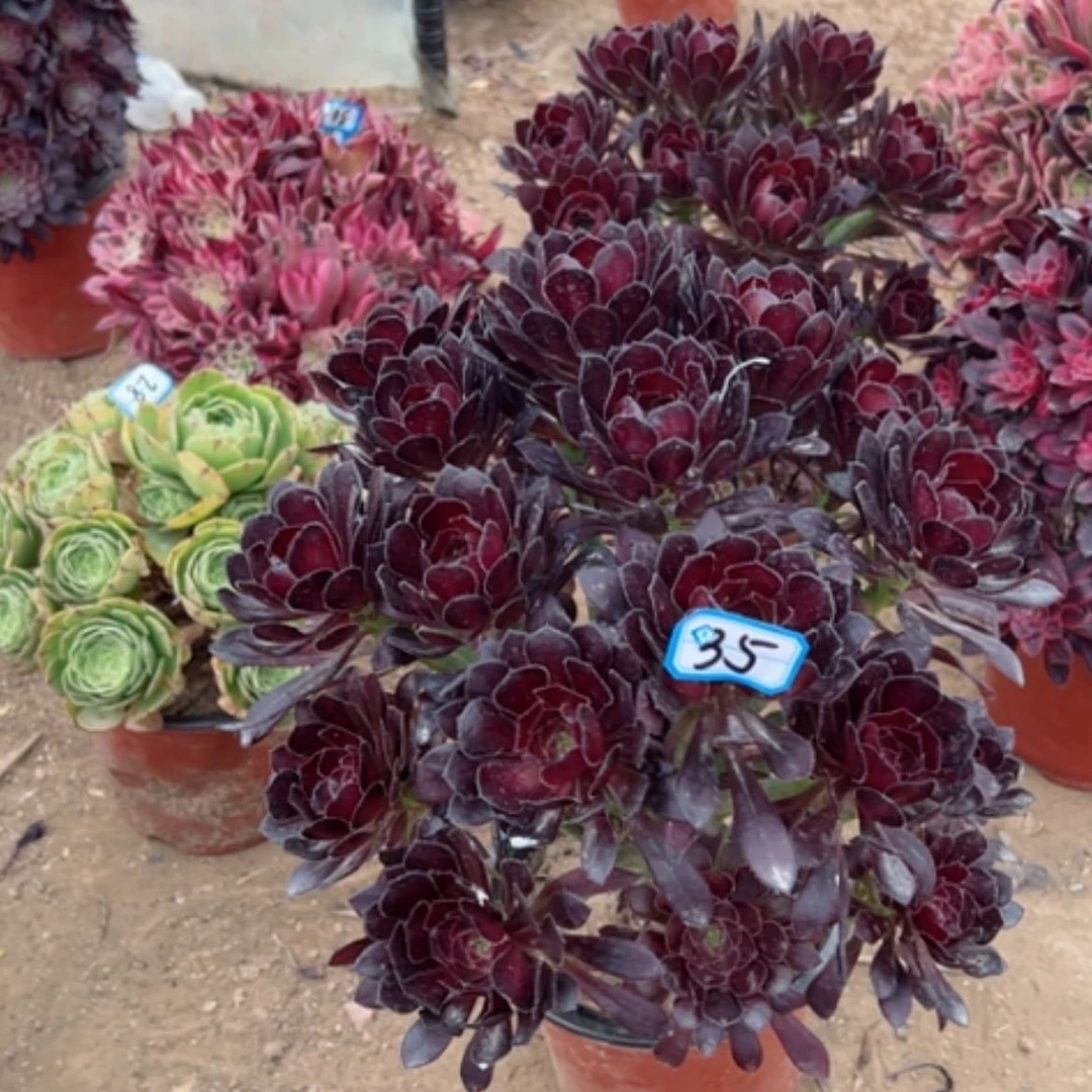 【闪购商品】小**黍多肉植物黑豆35