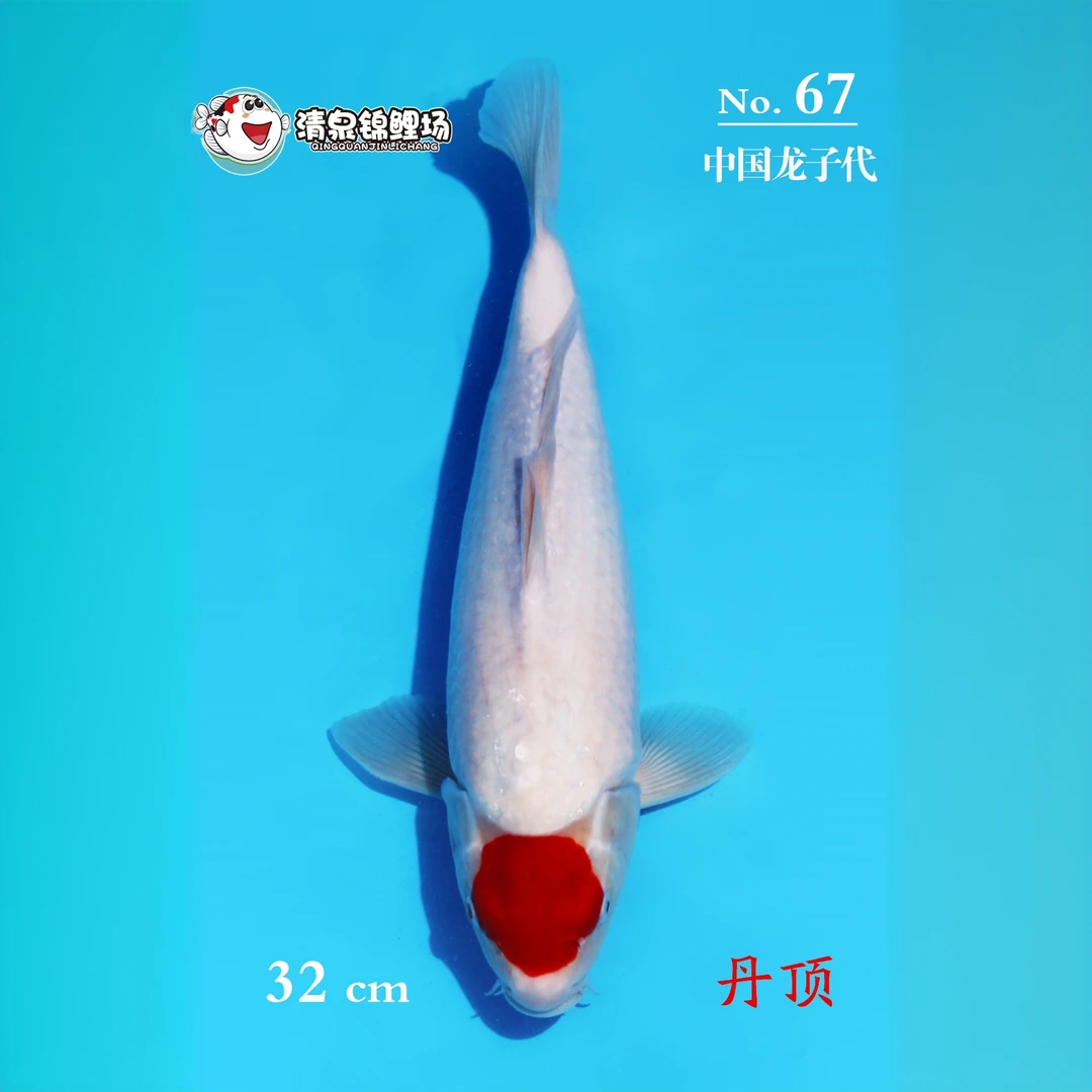 清泉锦鲤 第二次冬季水泥池寄养 中国龙子代 丹顶 67号