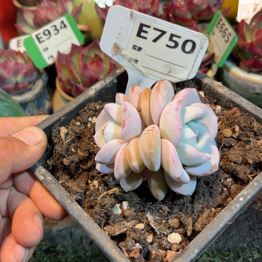 奶茶多肉植物750号多肉