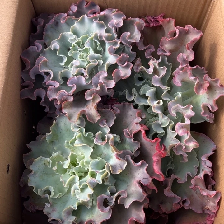 陈***盈地栽瑕疵高莎3棵装箱（不售后）