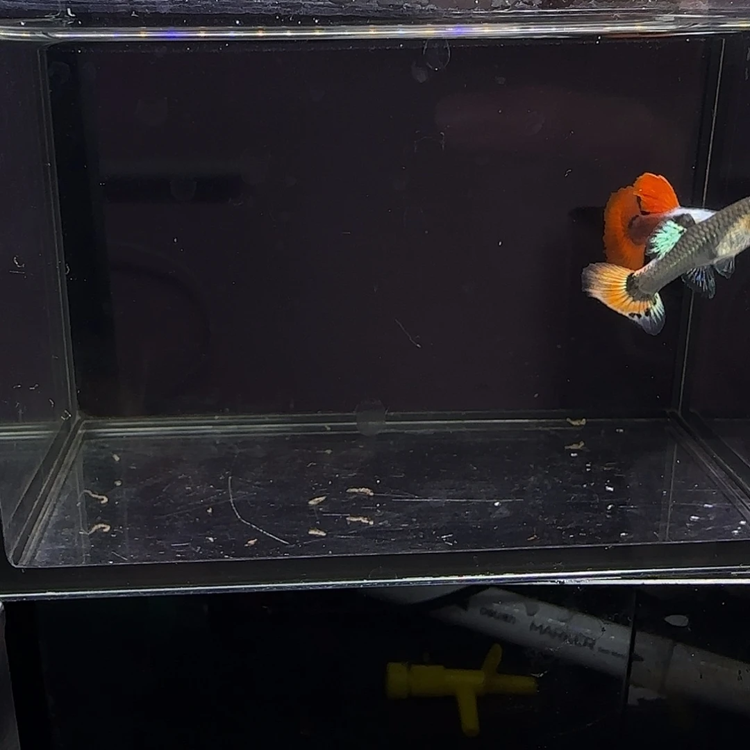 孔雀鱼花蝴蝶一对