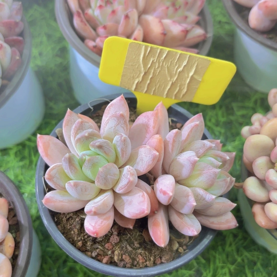 小*?我的小可爱们都好可爱