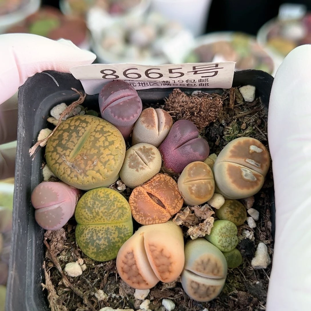 好养易活生石花大母本8665