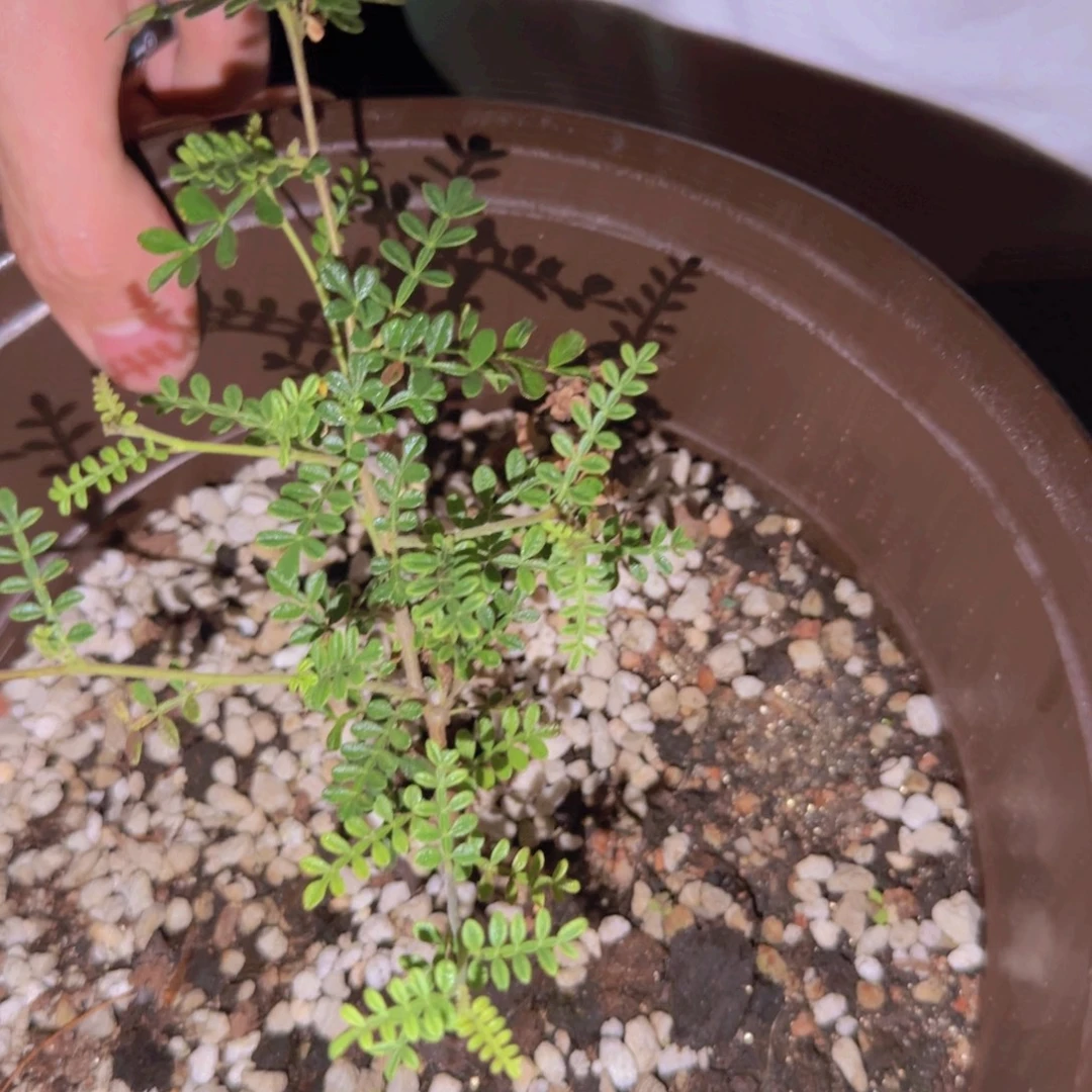 小***༻块根植物块根植物