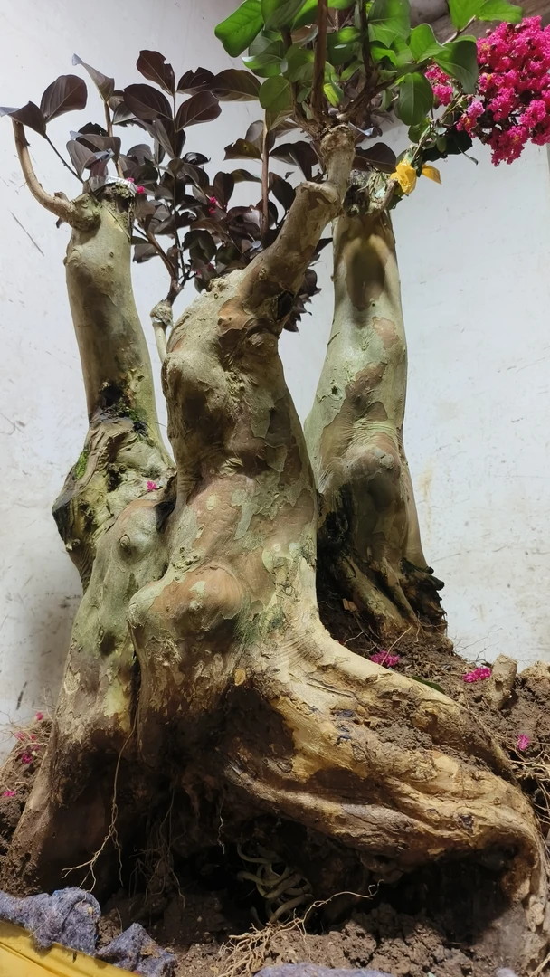 红花紫薇，盆艺精选