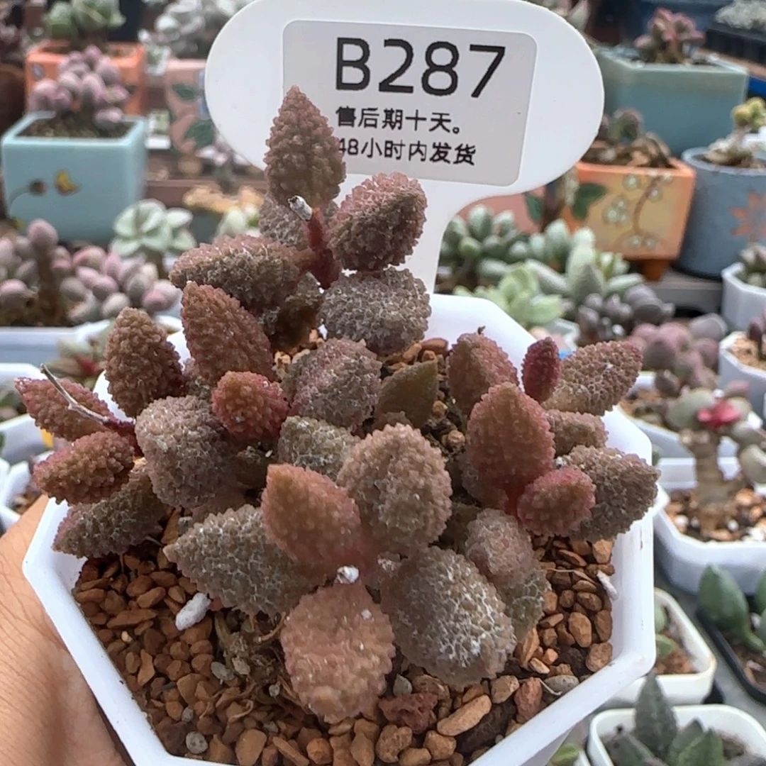 黄金奶油果。  287。
