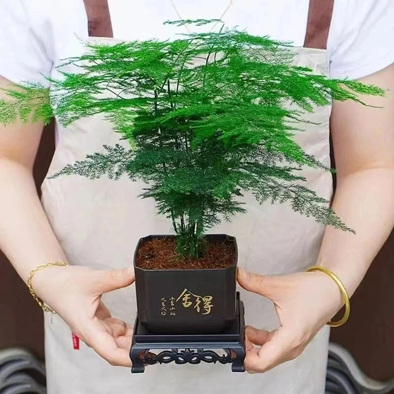 佳美萱中古风文竹盆栽植物室内花卉四季常青盆景A01创意