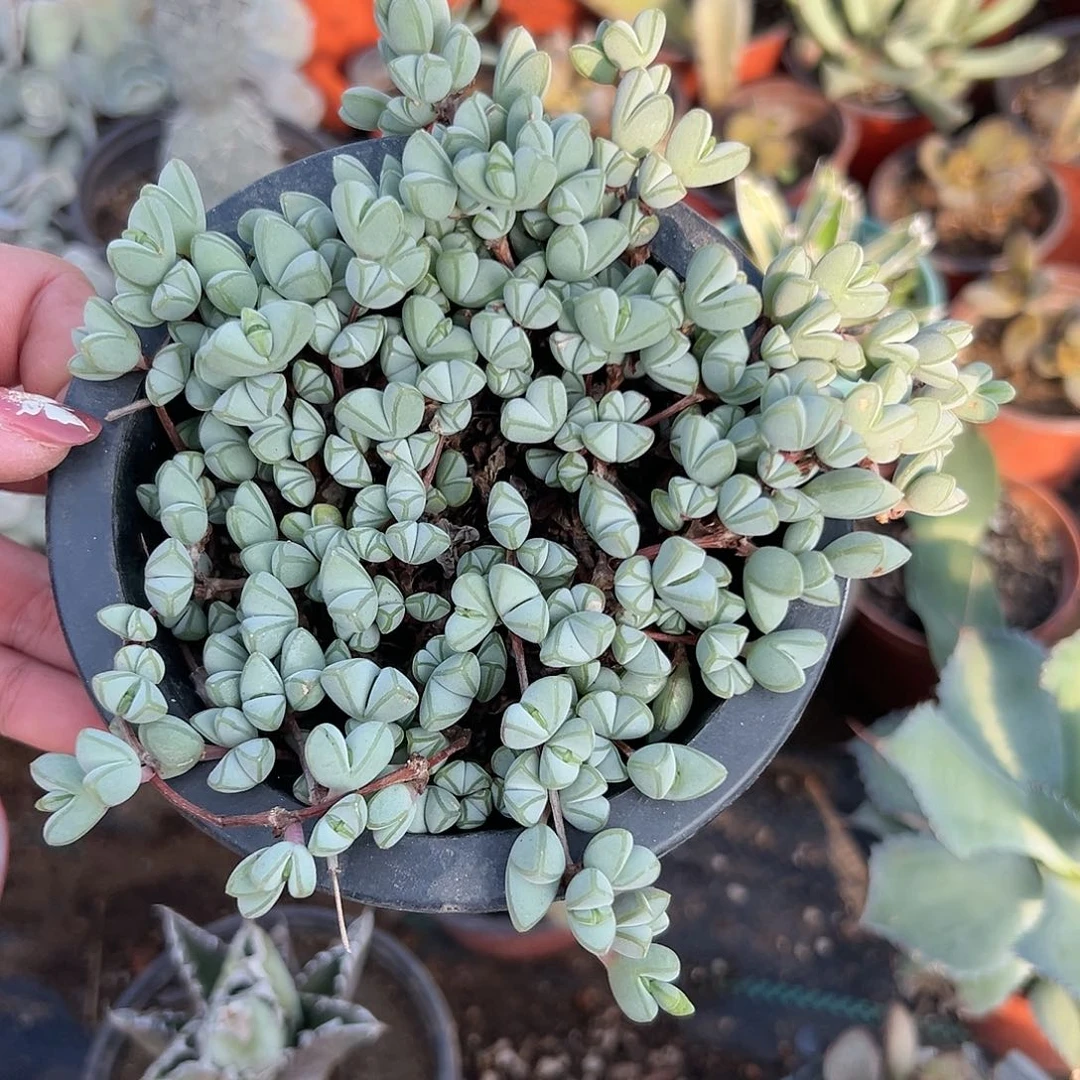 多肉植物碧玉莲群