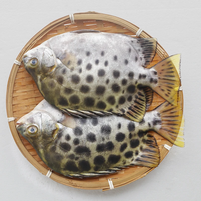 金鼓鱼  顺丰冷链包邮发货