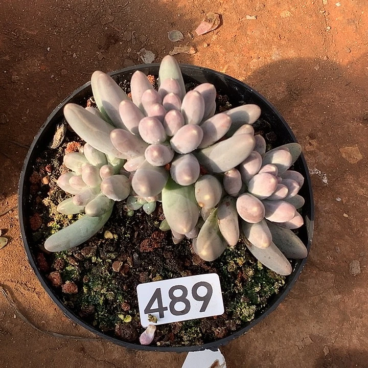 489乌拉奶一物一拍多肉