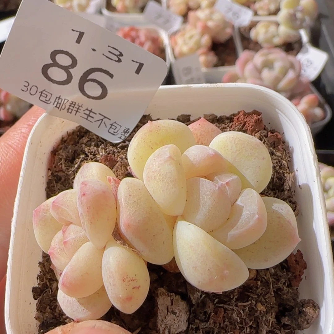 双头一颗脱土发货