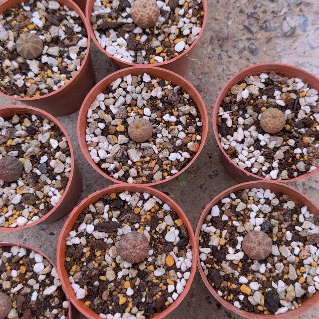 块根植物块根植物