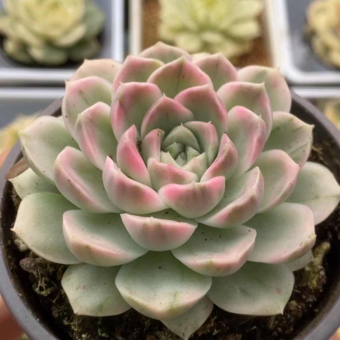 296胭脂扣锦锦锦锦锦锦锦