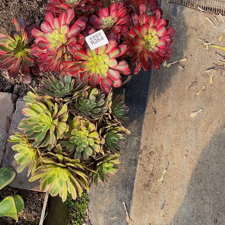 264多肉植物的生长