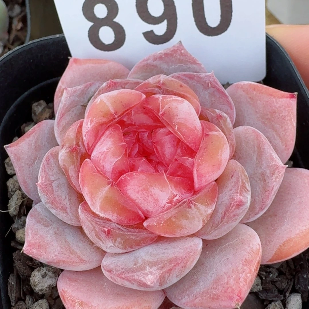 月神         精品多肉