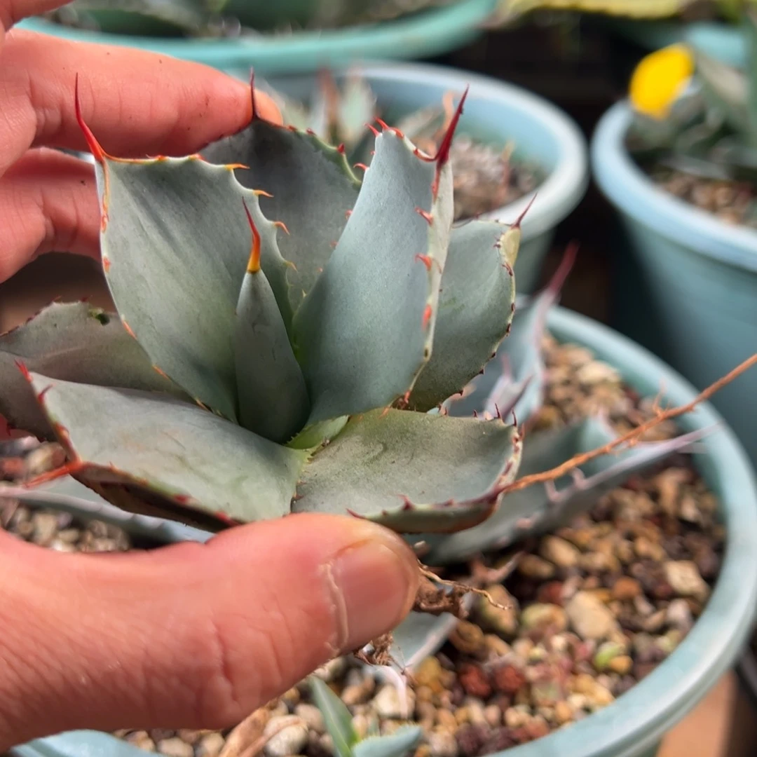 多肉植物龙舌兰道