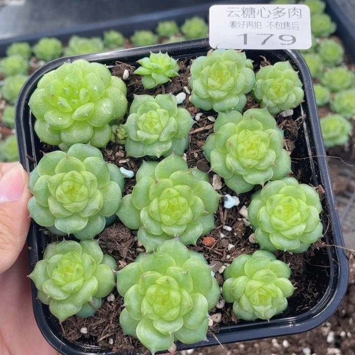云糖心多肉植物179
