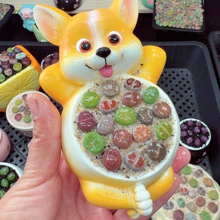 507零下地区记得拍保温箱