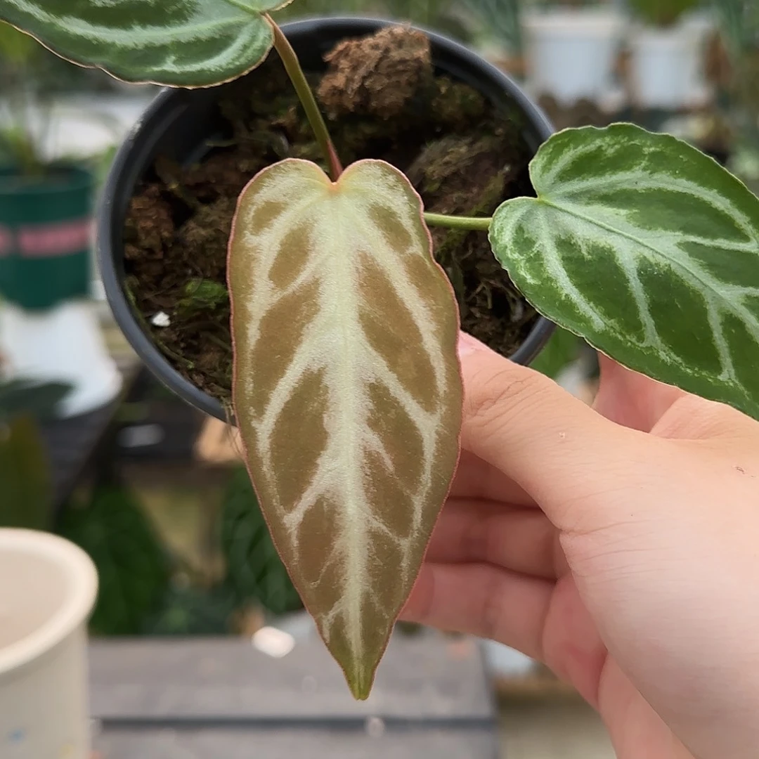 完全开放撕裂纹水晶