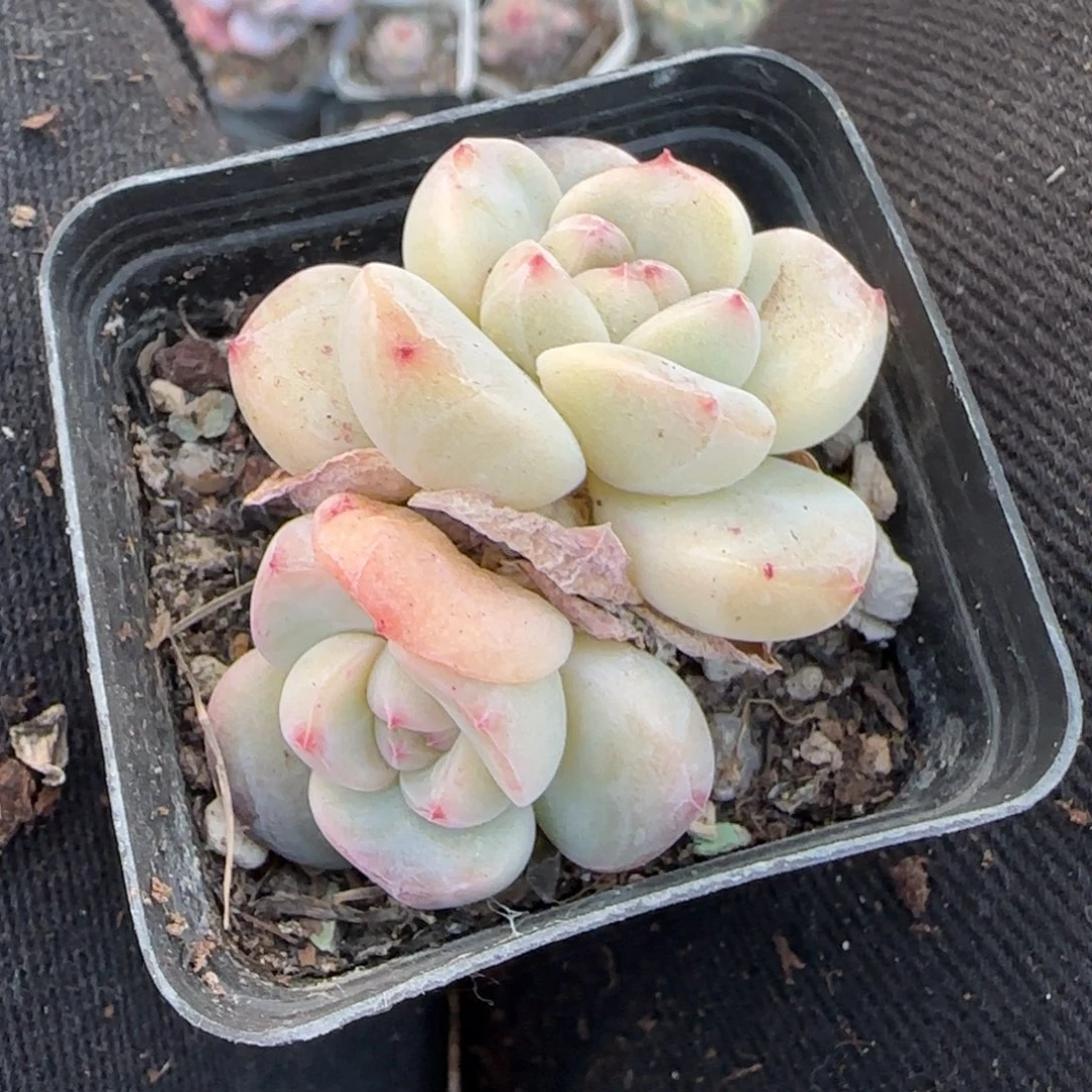 多肉小卡拉米糖心一物一拍