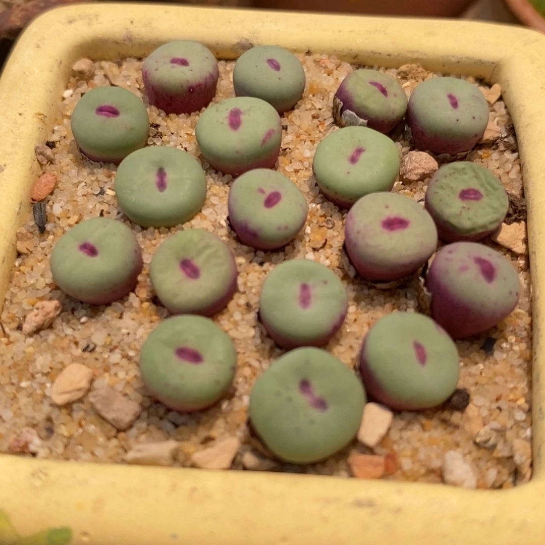 香肠嘴SE小红嘴一颗。