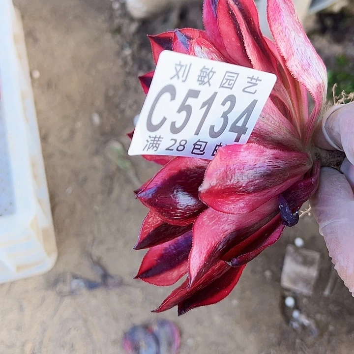 5134多肉植物法师法师黑魅