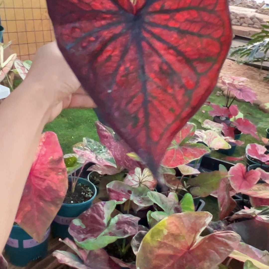 无花朵爱心砖石公主