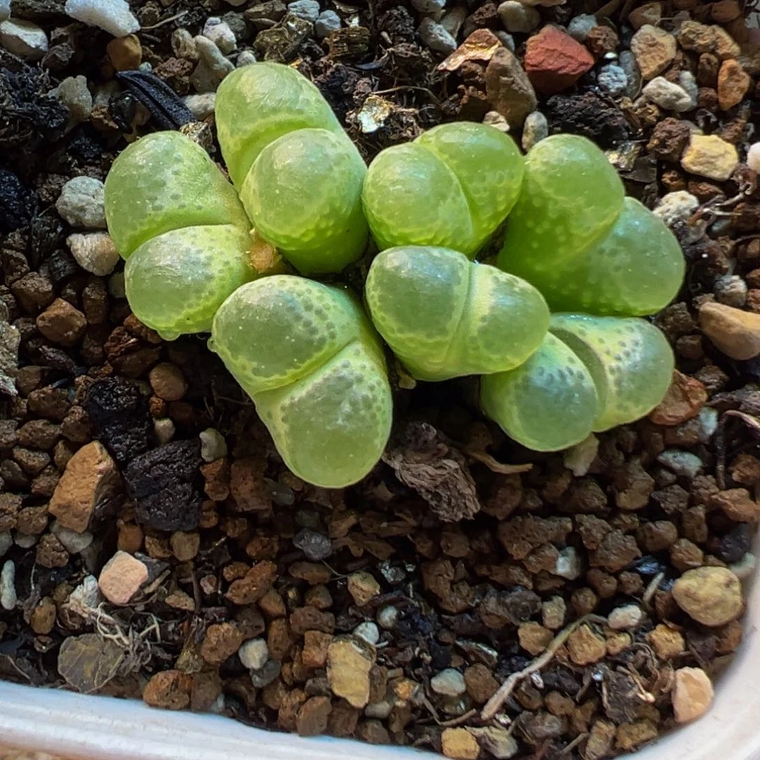 085多肉植物种类多样