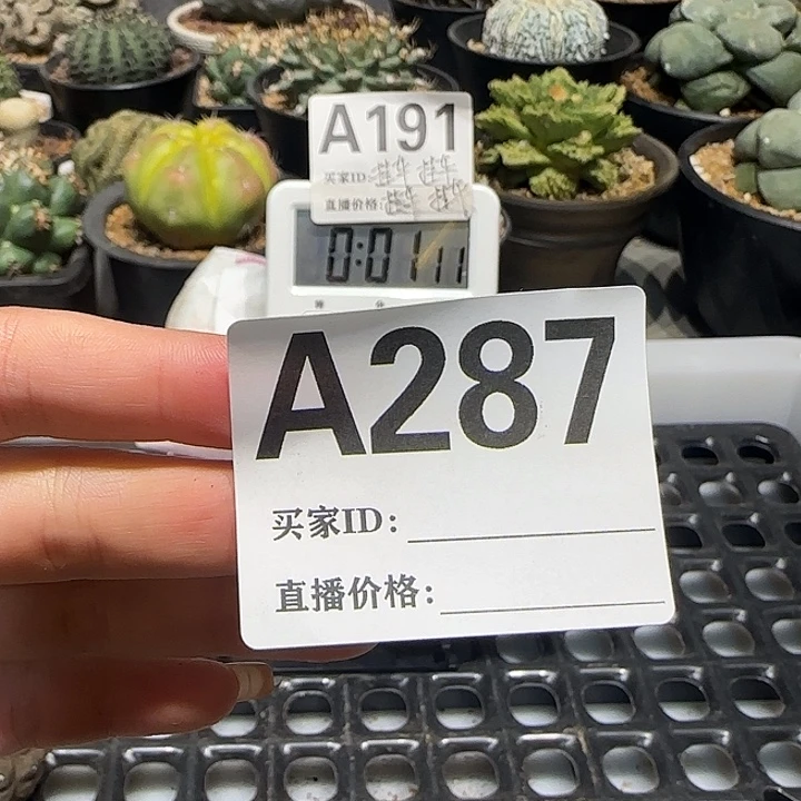 这***官实生仙人球特价一颗