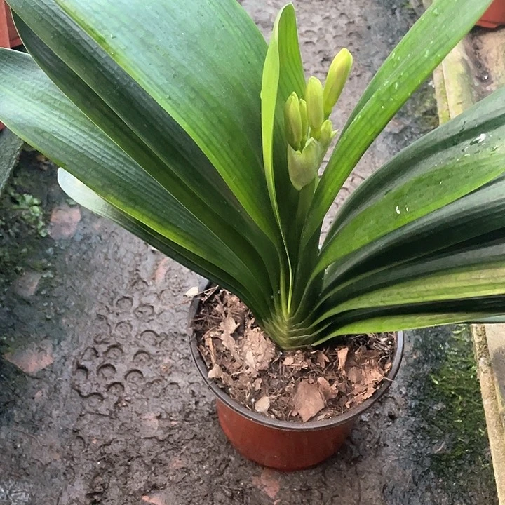 无花朵我们就像个大胖子了哈