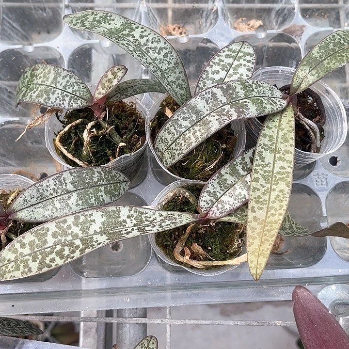 溶**?山彩西1.7不带剑发货
