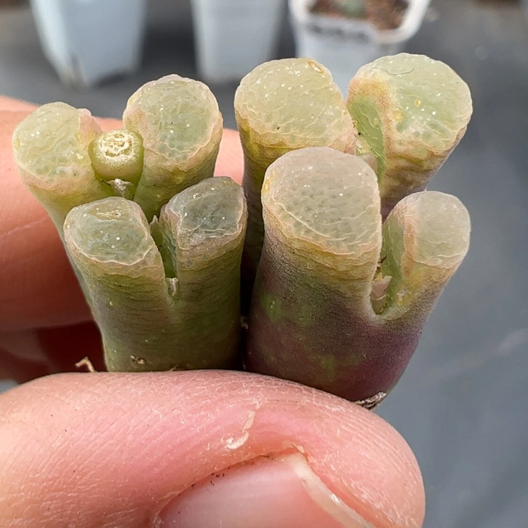 11.9好看的多肉脱土发货951