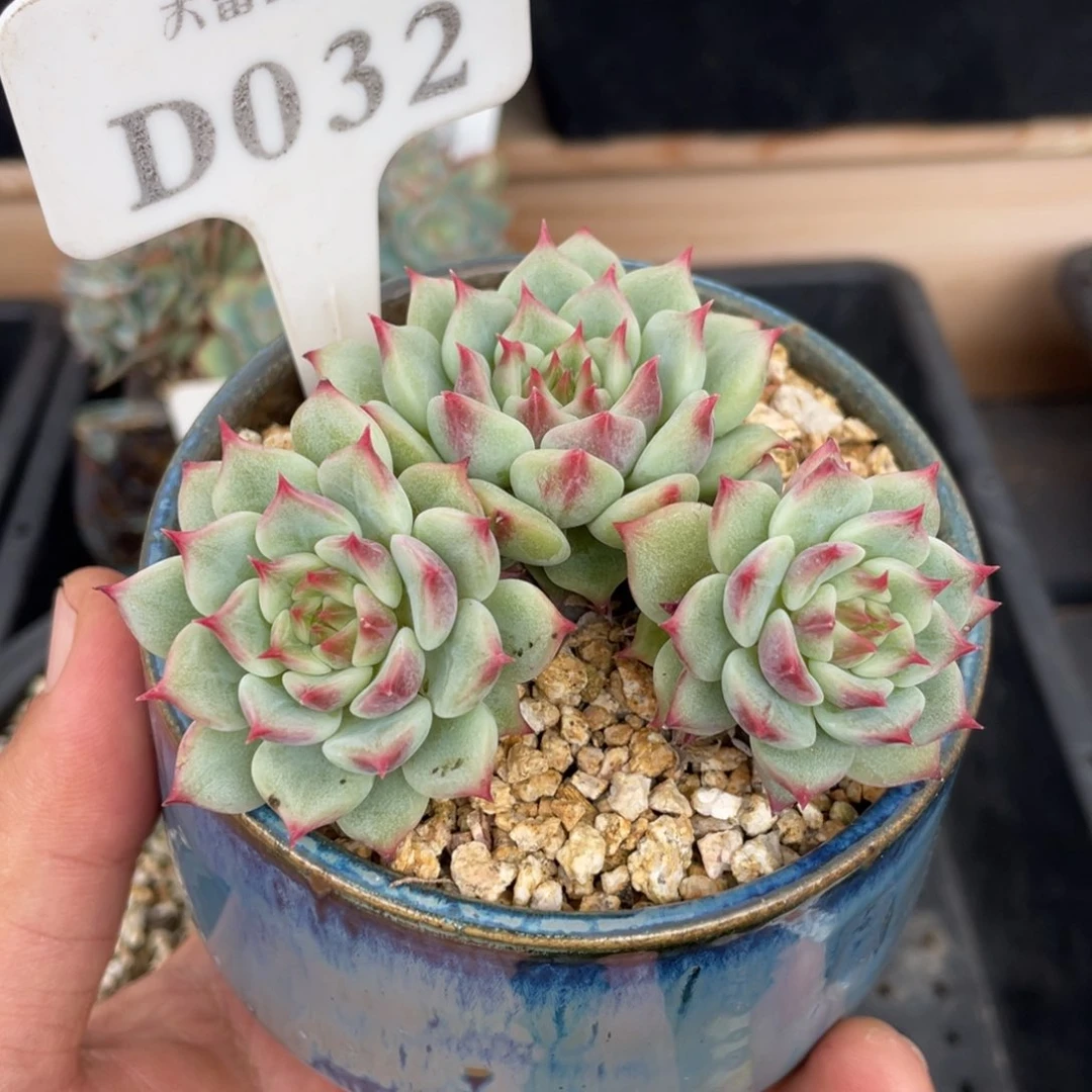 032蓝眼不带盆8厘米