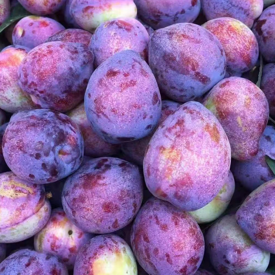 【5斤特价】东北特产鸡心干碗离核李子鸡心李子桃李子酸甜顺丰包邮