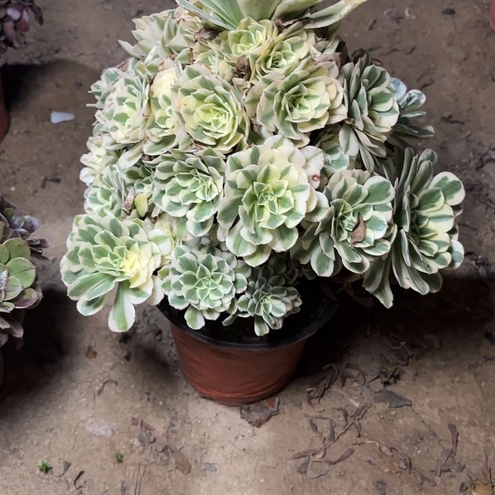 多肉植物迈巴赫69