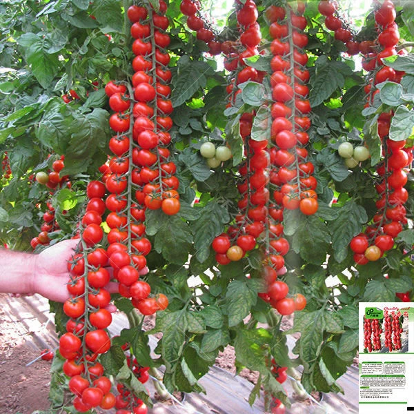 【瀑布小番茄种子】种籽圣女果樱桃西红柿种子四季盆栽